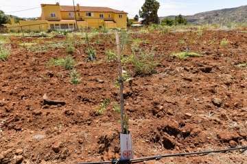 Plantación de 4.400 almendreros, nogales, higueras y olivos en Valsequillo (Foto TA)